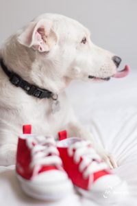 pet deitado com sapatinho all star ensaio gestante