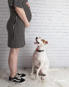cachorro olhando para barriga gestante