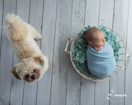 ensaio newborn com cachorro