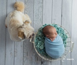 book newborn com cachorro